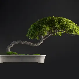Plants Bonsai 2